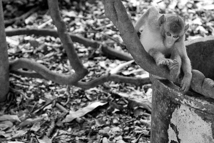 Destination: Kosamphi Forest Park — great for banana-eating, camera-stealing monkeys (northeast Thailand) - Thailand -