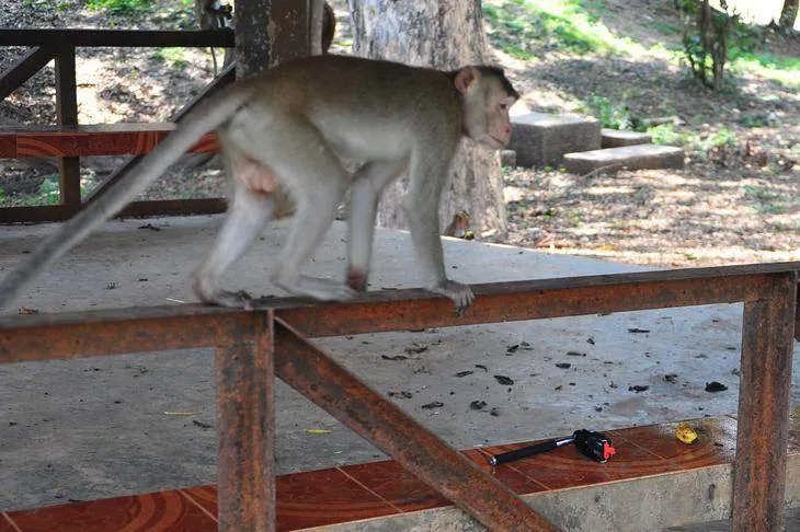 Destination: Kosamphi Forest Park — great for banana-eating, camera-stealing monkeys (northeast Thailand) - Thailand -