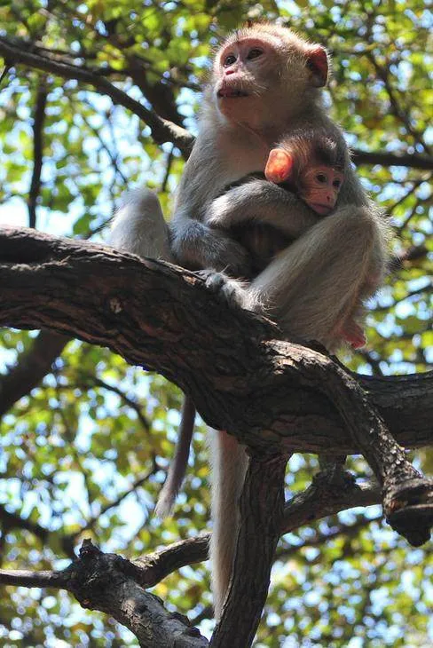 Destination: Kosamphi Forest Park — great for banana-eating, camera-stealing monkeys (northeast Thailand) - Thailand -