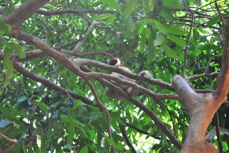 Destination: Kosamphi Forest Park — great for banana-eating, camera-stealing monkeys (northeast Thailand) - Thailand -