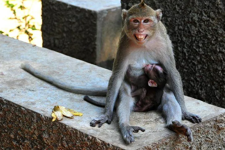 Destination: Kosamphi Forest Park — great for banana-eating, camera-stealing monkeys (northeast Thailand) - Thailand -