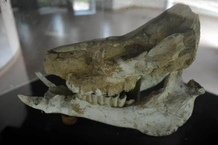 Destination: the park with full-size dinosaurs — Udon Thani, Thailand - Thailand -