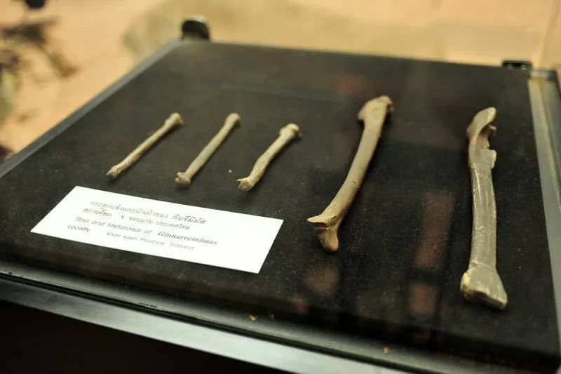 Destination: Sirindhorn Museum — an awesome dinosaur museum (Non Buri, Thailand) - Thailand -