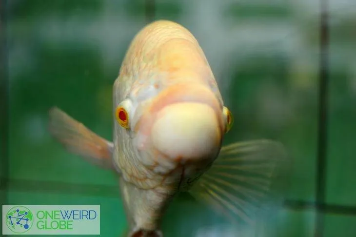 Destination: a daytrip to Phichit — beautiful temples and a giant crocodile (north central Thailand) Destination: a daytrip to Phichit — beautiful temples and a giant crocodile (north central Thailand) - Thailand -