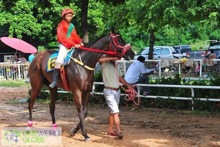 Destination: Khon Kaen horse racing (Eastern Thailand) - Thailand -