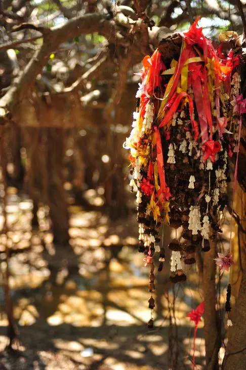 Sai Ngam — the creepiest-looking forest with 10,000 trees — Nakhon Ratchasima, Thailand - Thailand -