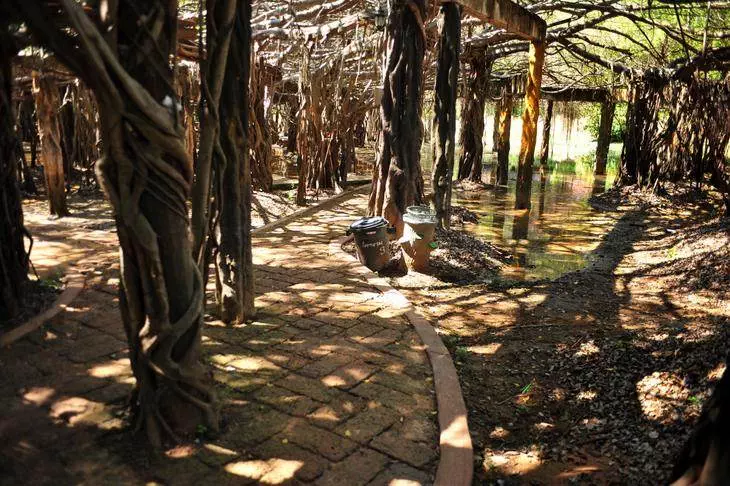 Sai Ngam — the creepiest-looking forest with 10,000 trees — Nakhon Ratchasima, Thailand - Thailand -