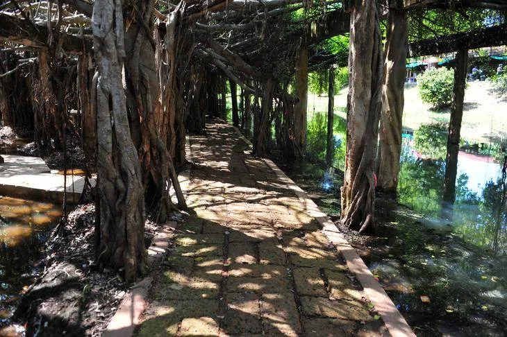 Sai Ngam — the creepiest-looking forest with 10,000 trees — Nakhon Ratchasima, Thailand - Thailand -
