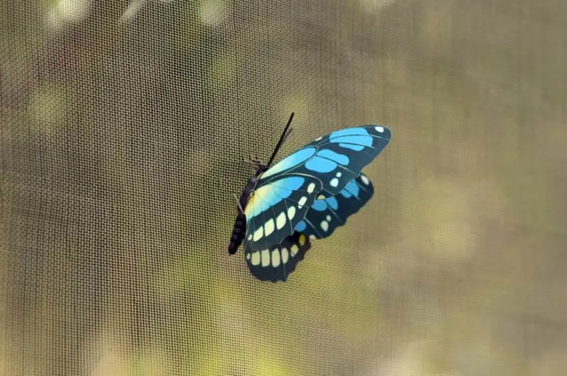 Guest post: the Turtle Museum, Chinese Garden and Japanese Garden all in one (Singapore) Guest post: the Turtle Museum, Chinese Garden and Japanese Garden all in one (Singapore) - Singapore -