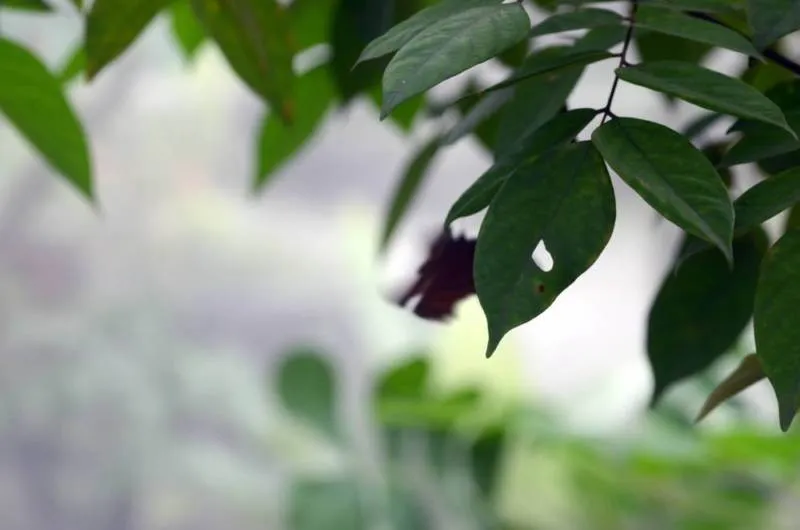 Guest post: the Turtle Museum, Chinese Garden and Japanese Garden all in one (Singapore) Guest post: the Turtle Museum, Chinese Garden and Japanese Garden all in one (Singapore) - Singapore -