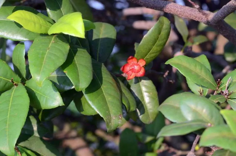 Guest post: the Turtle Museum, Chinese Garden and Japanese Garden all in one (Singapore) Guest post: the Turtle Museum, Chinese Garden and Japanese Garden all in one (Singapore) - Singapore -