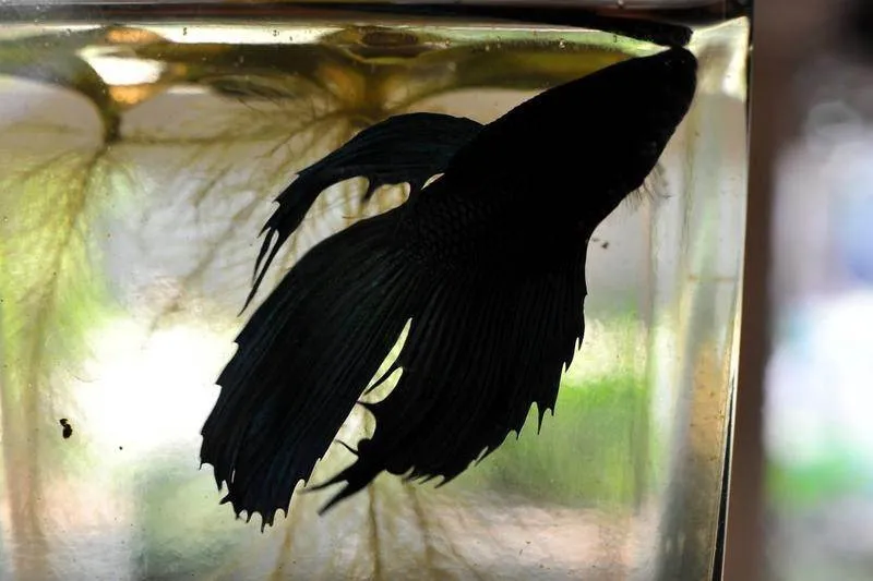 Destination: the Siam Fighting Fish Gallery — the only one of its kind in the world (Bangkok, Thailand) Destination: the Siam Fighting Fish Gallery — the only one of its kind in the world (Bangkok, Thailand) - Thailand -