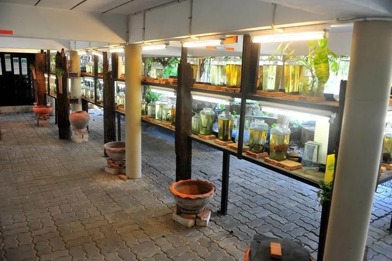 Destination: the Siam Fighting Fish Gallery — the only one of its kind in the world (Bangkok, Thailand) Destination: the Siam Fighting Fish Gallery — the only one of its kind in the world (Bangkok, Thailand) - Thailand -