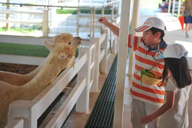 Destination: Dairy Hut Sheep Farm — they dyed the sheep WHAT color?! (Thailand) - Thailand -