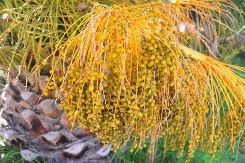 Destination: the OTHER Roman coliseum and a secret surprise (El Jem, Tunisia) - Tunisia -