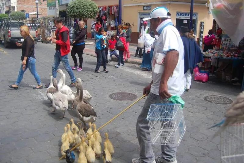 Destination: The Otavalo Animal and Craft Markets (Otavalo, Ecuador) - Ecuador -