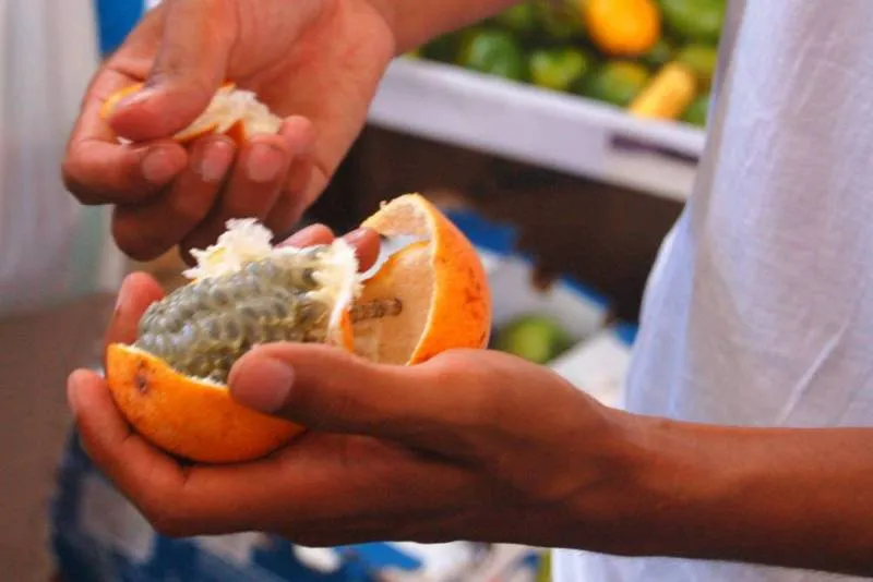 A tale of two food tours: Devour Barcelona and Food Walking Tour Peru - Peru, Reviews, Spain -