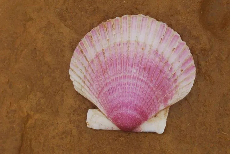 Review: Peru Hop, Peru’s first hop-on-hop-off bus service - Peru, Reviews -