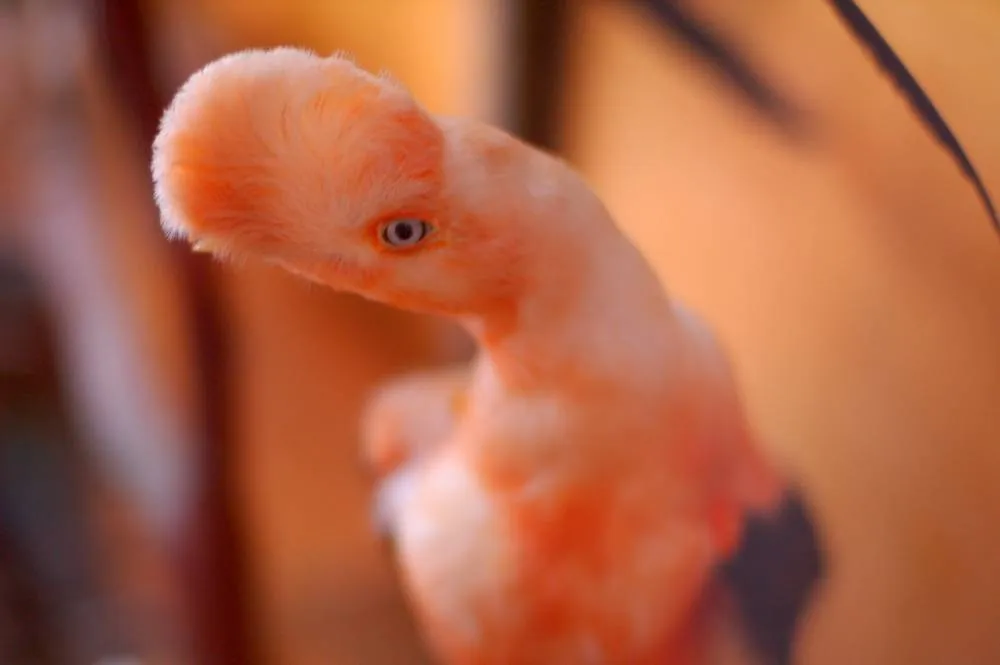 Destination: Monasterio de la Recoleta (Arequipa, Peru) – the most random, bizarre monastery around Destination: Monasterio de la Recoleta (Arequipa, Peru) – the most random, bizarre monastery around - Peru -