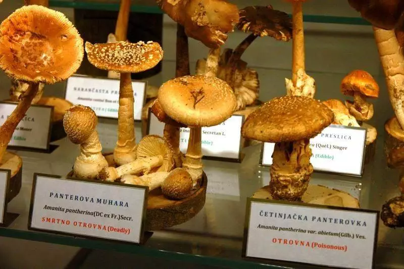 At this museum of mushrooms, what can kill you is just a few centimeters away (Zagreb, Croatia) - Croatia -