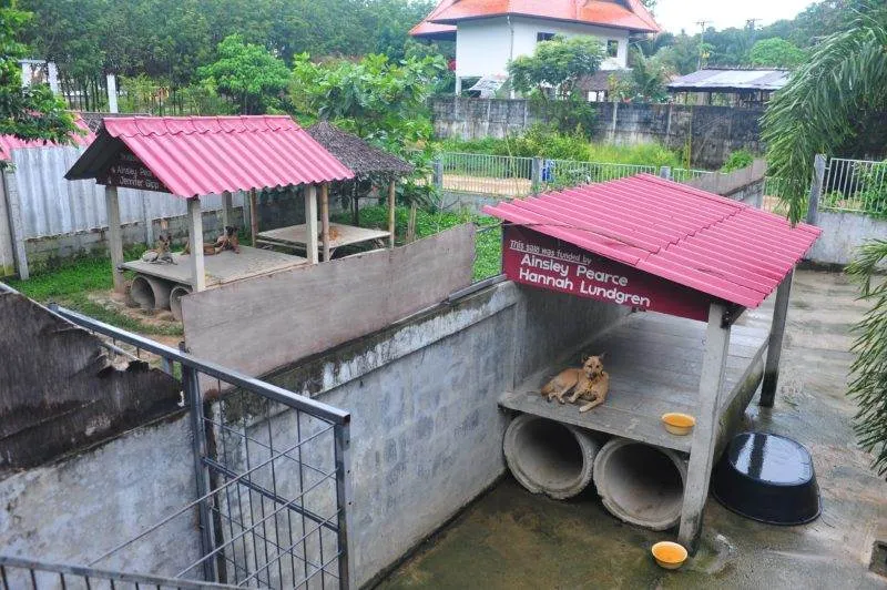 A clowder of cats and a pack of dogs — Destination: Ko Lanta Animal Welfare Centre (Thailand) - Thailand -