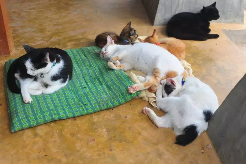 A clowder of cats and a pack of dogs — Destination: Ko Lanta Animal Welfare Centre (Thailand) - Thailand -