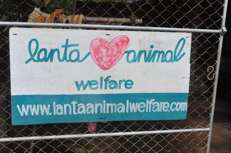 A clowder of cats and a pack of dogs — Destination: Ko Lanta Animal Welfare Centre (Thailand) - Thailand -