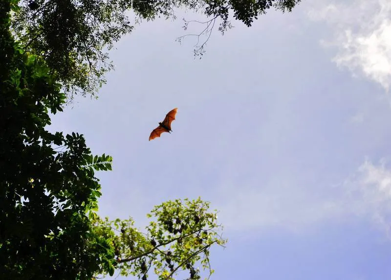 Destination: Suphanburi, Thailand: Buddhist temples, buffalo, a tall tower, and Chinese dragons (NSFW) - Thailand -