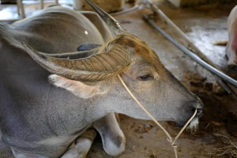 Destination: Suphanburi, Thailand: Buddhist temples, buffalo, a tall tower, and Chinese dragons (NSFW) - Thailand -