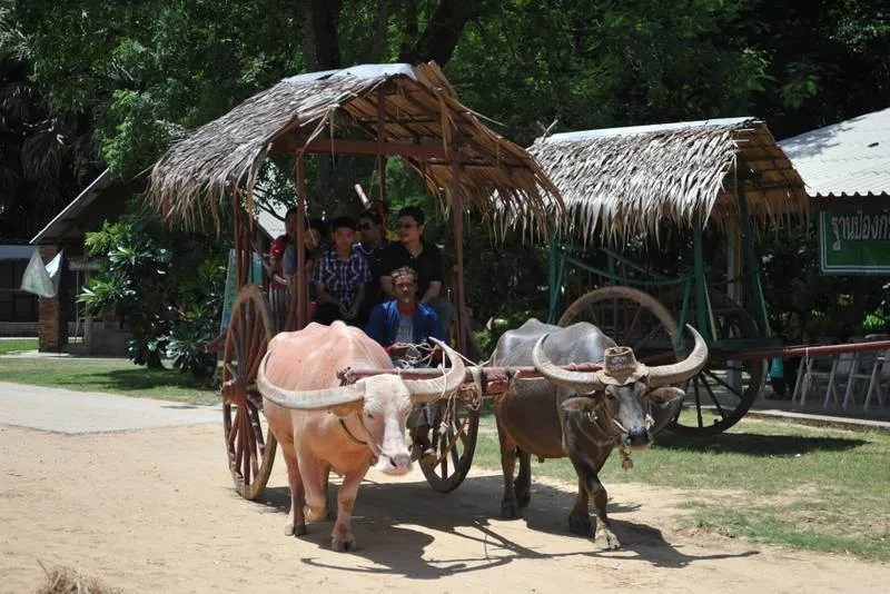 Destination: Suphanburi, Thailand: Buddhist temples, buffalo, a tall tower, and Chinese dragons (NSFW) - Thailand -