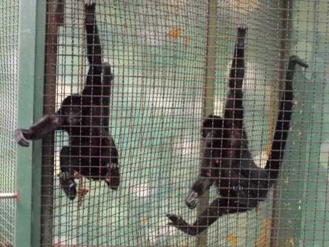 Destination: Seoul Grand Park (part 3) - South Korea -