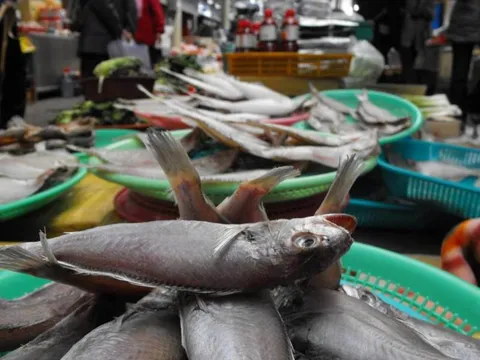 Destination: Tongyeong - a southern seaside town celebrating plenty of history (South Korea) - South Korea -