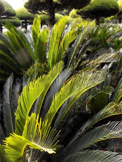 Destination: Geoje-do / Oedo Paradise Island - a gorgeous destination in South Korea - South Korea -