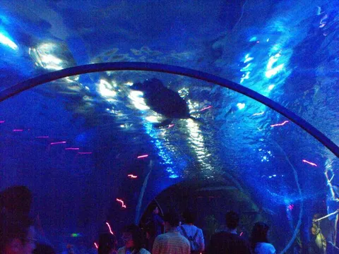 Destination: Busan Aquarium (Busan, South Korea) Destination: Busan Aquarium (Busan, South Korea) - South Korea -