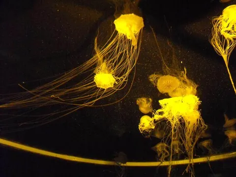 Destination: Busan Aquarium (Busan, South Korea) Destination: Busan Aquarium (Busan, South Korea) - South Korea -