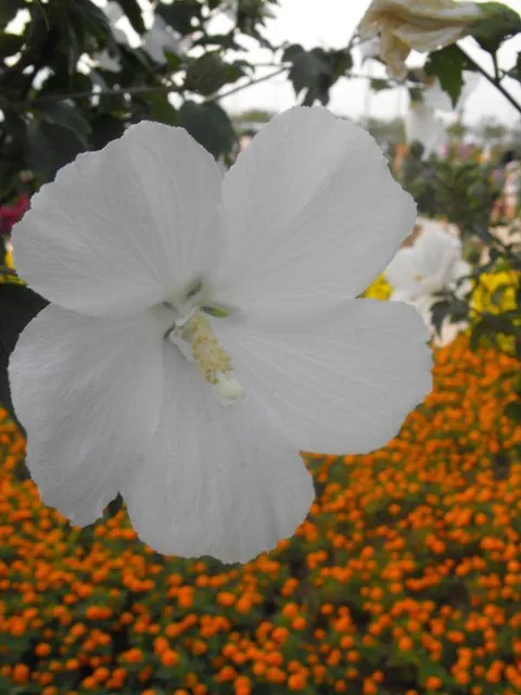 Destination: Incheon Global Fair and Festival 2009, part 3 - Festivals, South Korea -