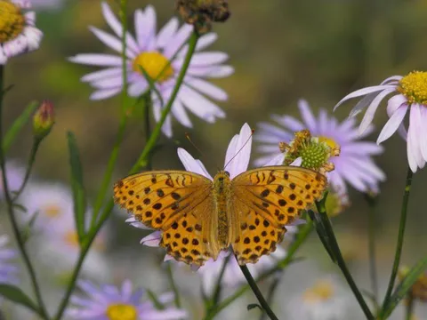 Destination: Yuldong Park - a new, natural area with old tombs in the middle of urban planning (Bundang / Seongnam, South Korea)) Destination: Yuldong Park - a new, natural area with old tombs in the middle of urban planning (Bundang / Seongnam, South Korea)) - South Korea -