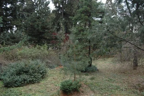 Destination: Hongneung Arboretum - a real-life tree museum (Seoul, South Korea) - South Korea -