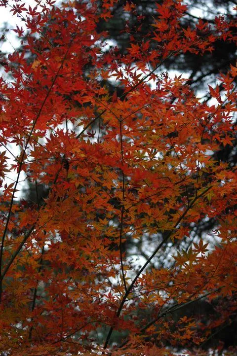 Destination: Hongneung Arboretum - a real-life tree museum (Seoul, South Korea) Destination: Hongneung Arboretum - a real-life tree museum (Seoul, South Korea) - South Korea -