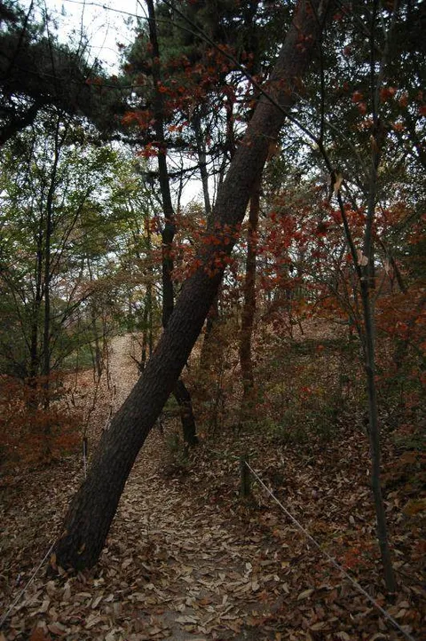 Destination: Hongneung Arboretum - a real-life tree museum (Seoul, South Korea) Destination: Hongneung Arboretum - a real-life tree museum (Seoul, South Korea) - South Korea -