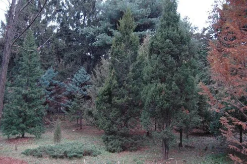 Destination: Hongneung Arboretum - a real-life tree museum (Seoul, South Korea) - South Korea -