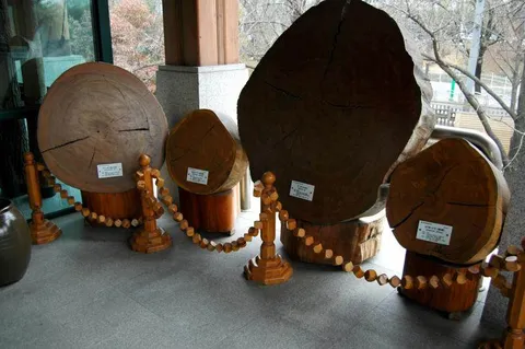 Destination: Hongneung Arboretum - a real-life tree museum (Seoul, South Korea) Destination: Hongneung Arboretum - a real-life tree museum (Seoul, South Korea) - South Korea -