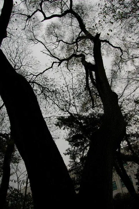 Destination: Hongneung Arboretum - a real-life tree museum (Seoul, South Korea) Destination: Hongneung Arboretum - a real-life tree museum (Seoul, South Korea) - South Korea -