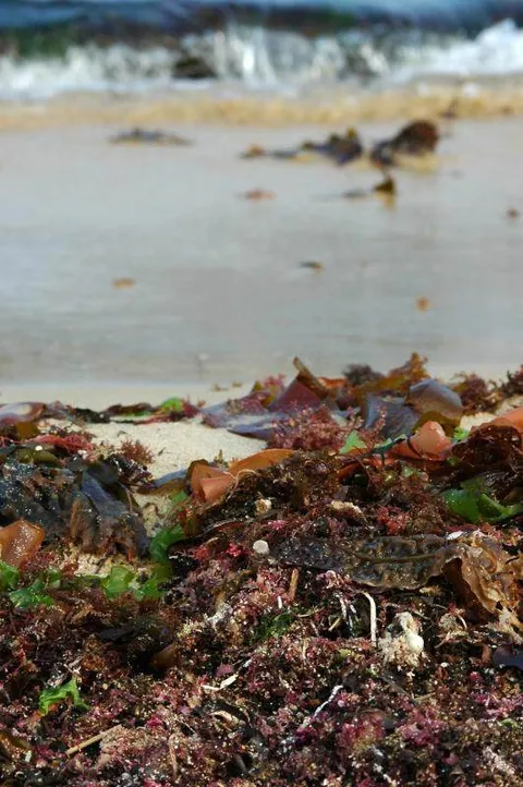 Destination: Chuam Beach / Chuam Sculpture Park (Donghae, Gangwon-do, South Korea) Destination: Chuam Beach / Chuam Sculpture Park (Donghae, Gangwon-do, South Korea) - South Korea -