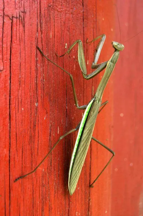 Destination: Manbulsa - the Buddhist temple of 10,000 Buddhas (Yeongcheon city, Gyeongsangbuk-do, South Korea) - South Korea -