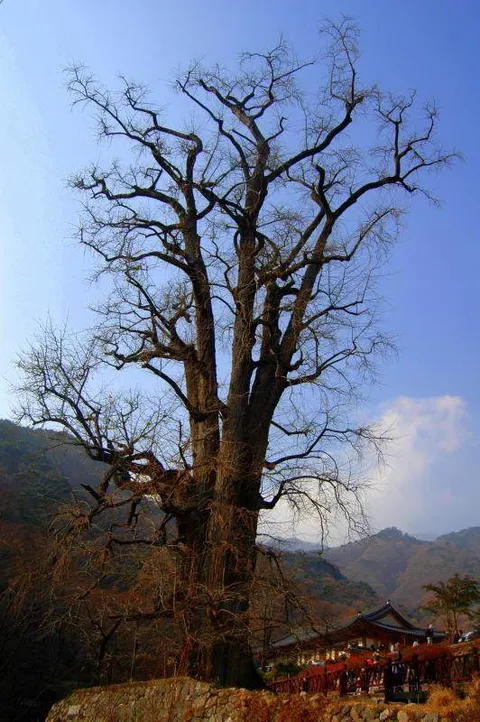 Destination: Yongmunsa - a Buddhist temple with a 1,100 year-old tree (Yangpyeong, Gyeonggi-do, South Korea) - South Korea -