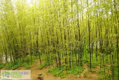 Destination: Ojukheon black bamboo forest / Gangneung city museum (Gangneung, Gangwon-do, South Korea) Destination: Ojukheon black bamboo forest / Gangneung city museum (Gangneung, Gangwon-do, South Korea) - South Korea -