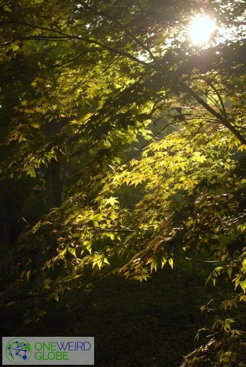 Destination: Ganghwa-do Anglican Church, a Goryeo palace site, and Jeondeungsa (Ganghwa-do, Incheon… - South Korea -