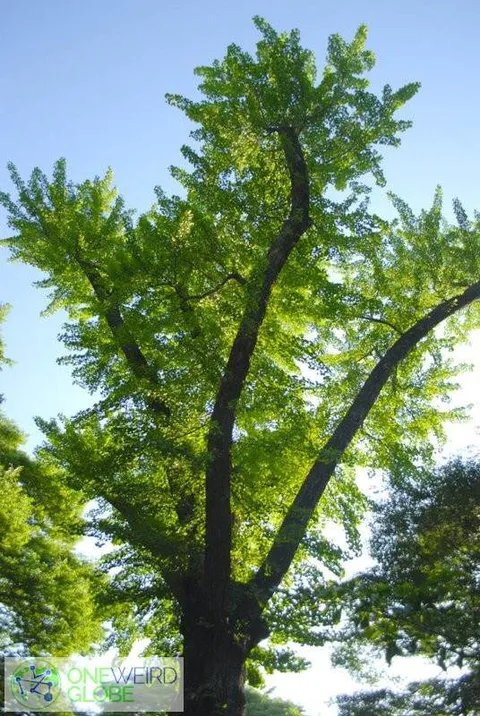 Destination: Ganghwa-do Anglican Church, a Goryeo palace site, and Jeondeungsa (Ganghwa-do, Incheon… - South Korea -