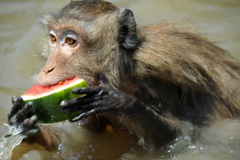 Destination: Swimming monkeys! (Amphawa, Samut Songkhram, Thailand) - Thailand -